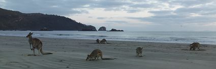 Kangaroos at sunrise - Cape Hillsborough NP - QLD (PBH4 00 15223)